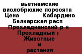 вьетнамские вислобрюхие поросята › Цена ­ 2 000 - Кабардино-Балкарская респ., Прохладненский р-н, Прохладный г. Животные и растения » Другие животные   